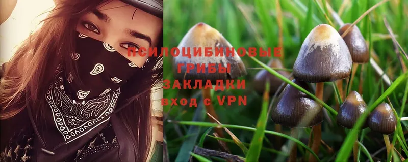 Псилоцибиновые грибы Psilocybe  Александровск 